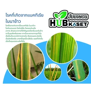 ไอโซโพไทโอเลน 1ลิตร (ไอโซโพรไทโอเลน) ป้องกันโรคไหม้ในนาข้าว ขอบใบแห้ง