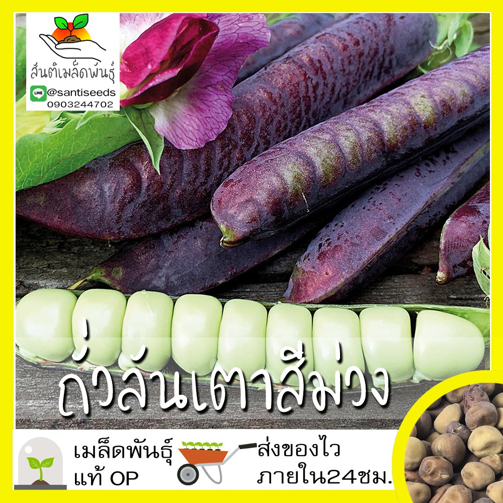 เมล็ดพันธุ์ ถั่วลันเตา สีม่วง 10 เมล็ด Purple Sugar Pea เมล็ดพันธุ์แท้100% นำเข้าจากต่างประเทศ ปลูกผัก สวนครัว ราคาถูก