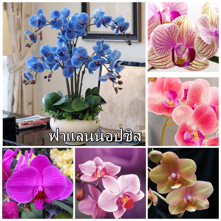 ฟาแลนนอปซิส Phalaenopsis Orchid Seeds 50pcs/bag บอนไซที่สวยงาม flower seeds เมล็ดพันธุ์ดอกไม้ ถูก หา