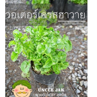 วอเตอร์เครสฮาวาย พุ่มใหญ่  ผักสลัดน้ำ Brazilian Spinach ใบใหญ่ พร้อมปลูกส่งทั้งถุงดำปลูก กินได้เลย