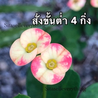 (สั่งขั้นต่ำ3-4กิ่ง มีแถม )กิ่งตัดสดโป๊ยเซียนแคระ8-10cm ชมพูสลับเหลือง  โป๊ยเซียน ดอกไม้ ดอกไม้สวนแต่งบ้าน บ้านและสวน