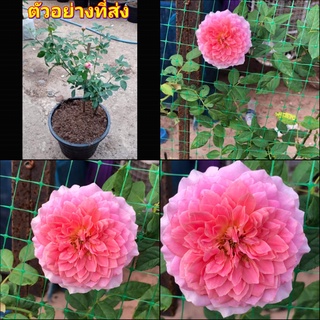 (1กระถาง) ต้น ดอก กุหลาบ เลื้อย Robe A La Francaise rose โรปอะลาฟรองเซ่ buncha