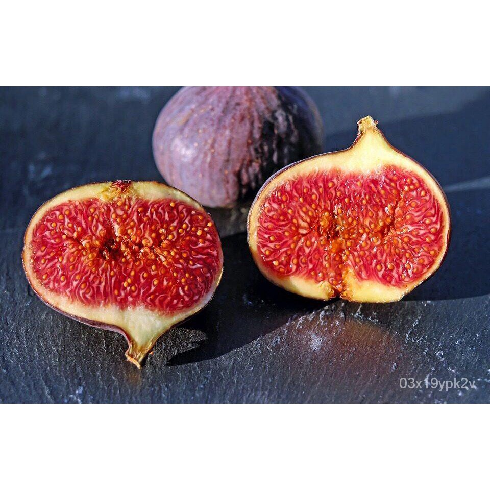 เมล็ดพืชคุณภาพสูง ต้นมะเดื่อพันธุ์ Brooke Red Figs ขนาด 6นิ้ว ลำต้นสูง 45-50 ซม (ทาบกิ่ง) IT4T