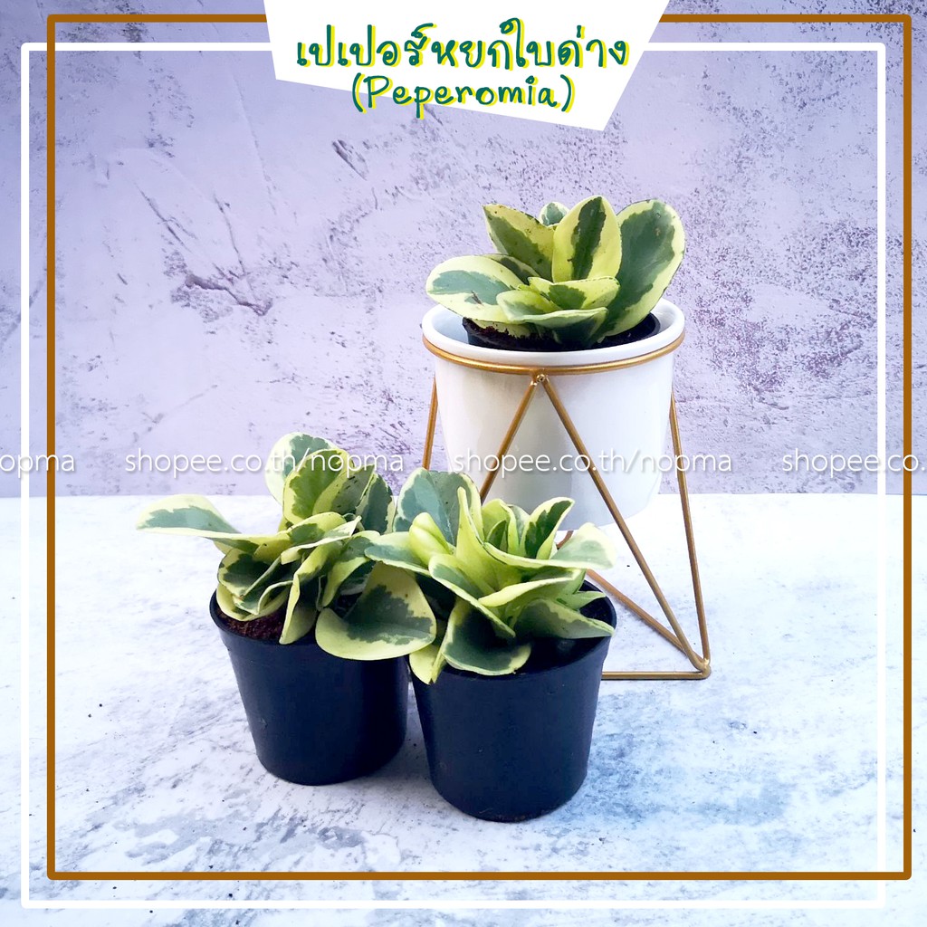 เปเปอร์หยกใบด่าง / ใบเขียว , เปเปอร์โรเมีย, ต้นธูปมงคล ต้นไม้มงคล ต้นไม้ฟอกอากาศ ในกระถาง 3 นิ้ว