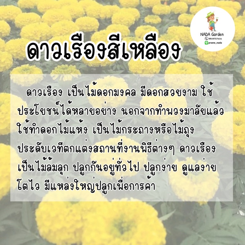 เมล็ดพันธุ์ดาวเรืองสีเหลือง ⭐️300 เมล็ด เมล็ดพันธุ์แท้ อัตราการงอกสูง 🌱 - รูปที่ 2