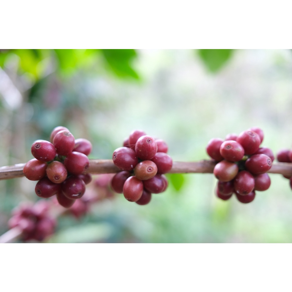 MT Honey Process ขนาด 250g. Full City+ Roast เมล็ดกาแฟดอยแม่จันใต้ คั่วกลางค่อนเข้ม คั่วใหม่ - รูปที่ 4