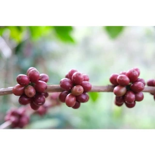 PK เมล็ดกาแฟคั่ว Full City+ Roast ขนาด 500g. คั่วกลางค่อนเข้ม + ส่งไว คั่วใหม่
