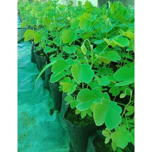 🌱ต้นกล้าจามจุรี🌱/ต้นกล้าก้ามปู🌱/ต้นกล้าฉำฉา 🌱พร้อมปลูก🌱ต้นละ 15 บาทได้ฟรีอีก 2 🌱🌱ต้นไปเลยจ้า🌱