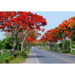 เมล็ดพันธุ์หางนกยูงไทย (Peacock Flower)  จากบ้านสวน  ไม่ตัดต่อพันธุกรรมเก็บเมล็ดปลูกต่อได้ซองละ 29 บาท