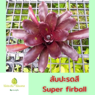 สับปะรดสี Super fireball,Raevis red กระถาง 5นิ้ว  #ไม้ฟอกอากาศ