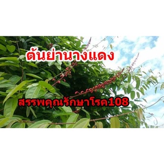 ต้นหญ้านางแดงสมุนไพร 108 4 ถุง 100 บาท