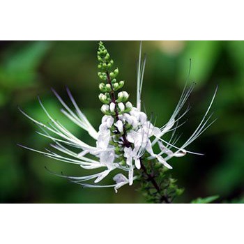 ต้นพันธุ์ หญ้าหนวดแมว (Orthosiphon aristatus) สมุนไพรมากประโยชน์ พร้อมปลูกในถุงดำ 29 บาท