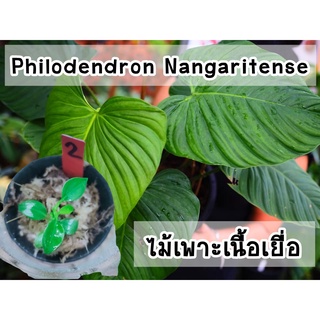 ฟิโลก้านขน (Philodendron Nangaritense) ไม้เพาะเนื้อเยื่ออนุบาลแล้ว