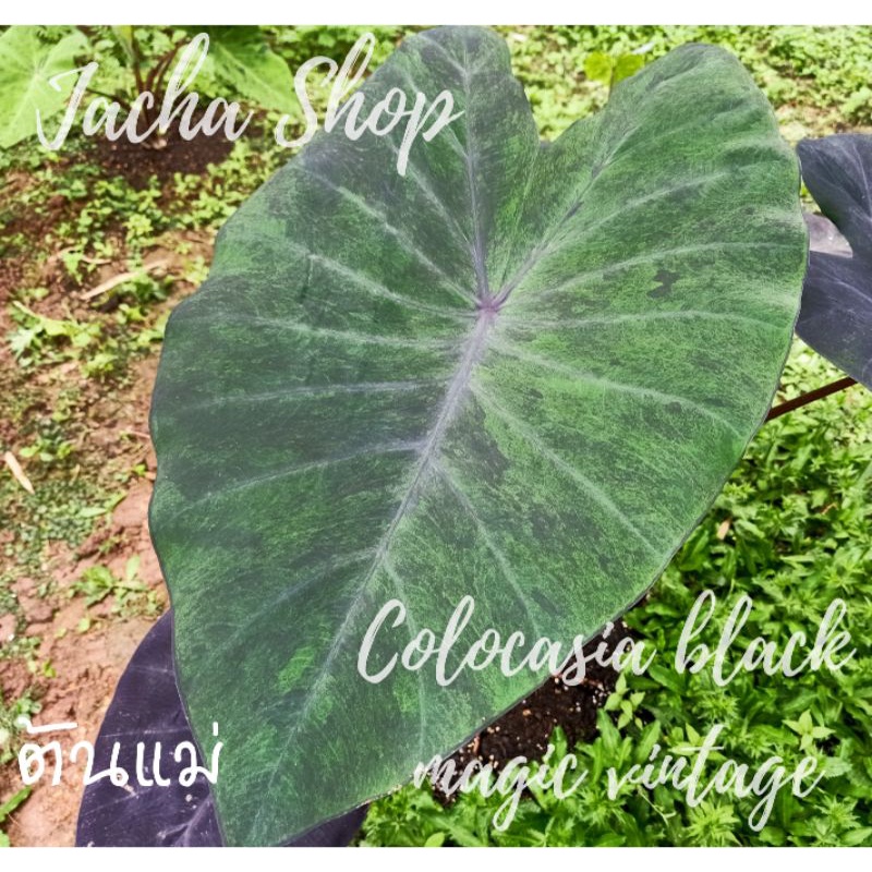 colocasia black magic vintage (โคโลคาเซียแบล็คเมจิกกลาย แท้!)
