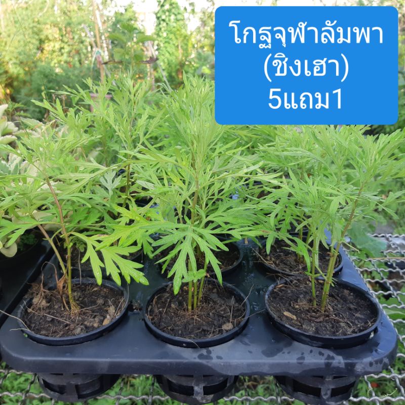 โกฐจุฬาลัมพา (ชิงเฮา) 5แถม1 สมุนไพรโบราณไว้เข้าตำรับยาหอม