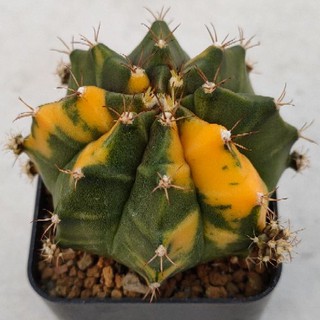 Cake Cactus Farm กระบองเพชร Gymnocalycium mihanovichii  Shimmer gold  variegated ยิมโนด่างชิมเมอร์โกลด์ โคลนเพชรแต้มสี