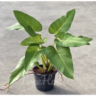 ฟิโลเดนดรอน หูช้าง (Philodendron giganteum Schott) กระถาง 8 นิ้ว