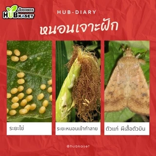 💥💥 สินค้ายกลัง 💥💥 นูดิโลทริน2.5 1ลิตร*12ขวด (แลมป์ดา-ไซฮาโลทริน) ป้องกันกำจัดหนอน เพลี้ย แมลงตัวบิน สัมผัสตาย กินตาย