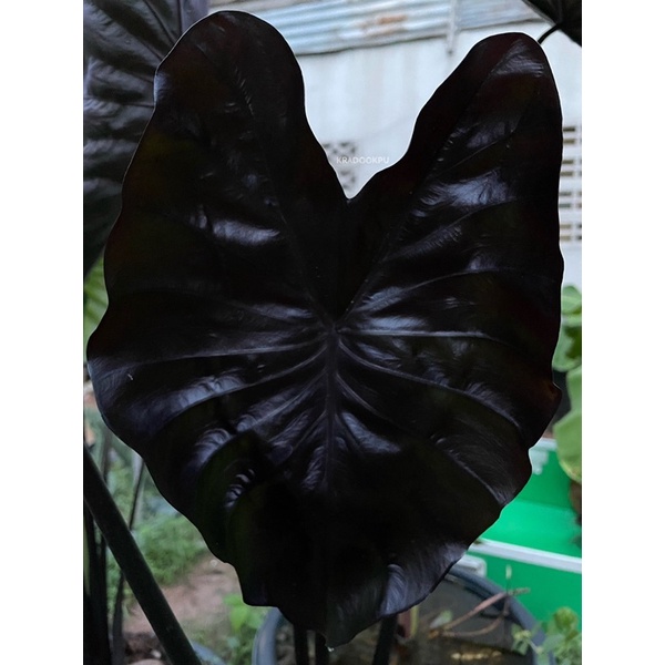 บอนแบล็คโครอล Colocasia Black Coral