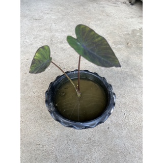 Colocasia black magic  variegated บอนดำกลาย ของหายาก ต้องสะสม