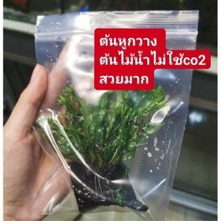 ต้นหูกวางแคระ​ ต้นเฟิร์นไม่ใช้co2​ แต่งตู้ปลา สินค้ายอดนิยม