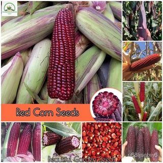 ถูก ใหม่ สายพันธุ์เมล็ดพันธุ์ เมล็ดข้าวโพดแดง Sweet Waxy Red Corn Seeds for Planting ธัญพืชผลไม้และผัก เมล็ดพันธุ์ผัก 7X