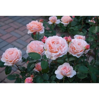 30 เมล็ด กุหลาบ สีแชมเปญ Champagne Rose Seeds ดอกเล็ก ต้นไม้แคระ นำเข้าพร้อมคู่มือ