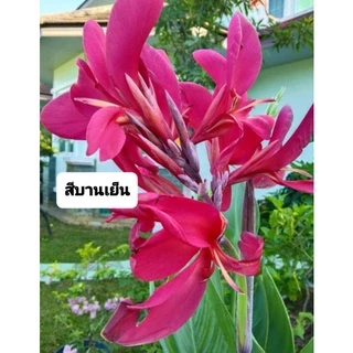 ถูกที่สุด🌷หน่อพุทธรักษา ไม้ดอกทนแดด ไม้ดอกสีสดใส ออกดอกทั้งปี ดูแลง่าย
