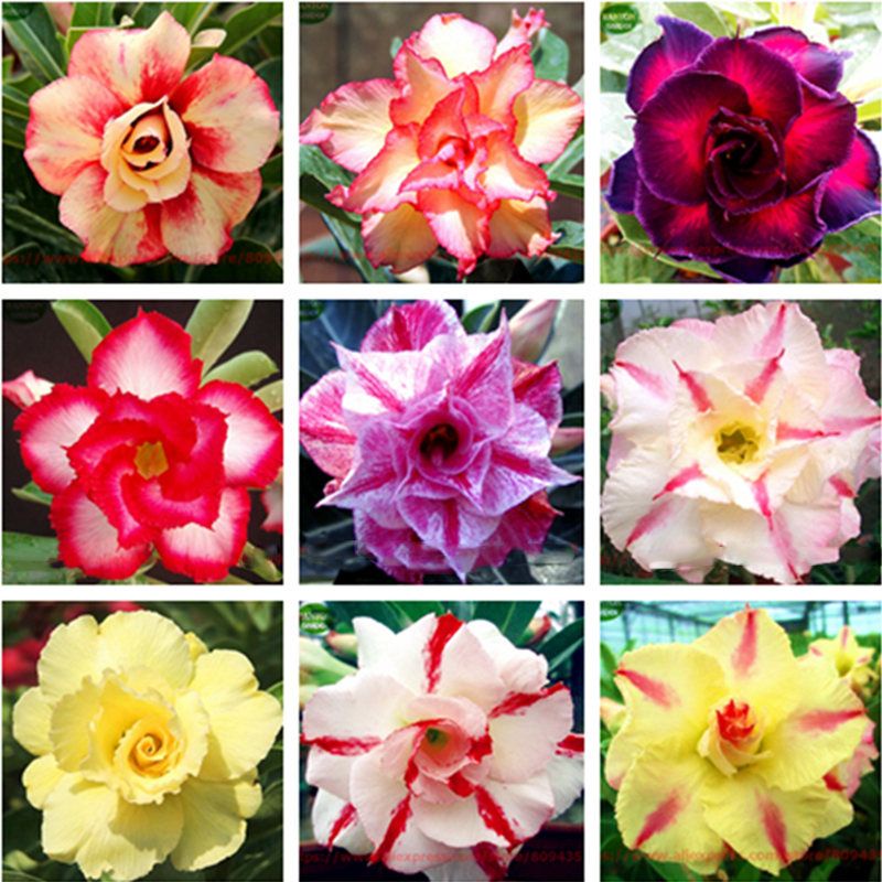 10 เมล็ด เมล็ดพันธุ์ ชวนชม กุหลาบทะเลทราย คละสายพันธุ์ คละสี Adenium Seeds