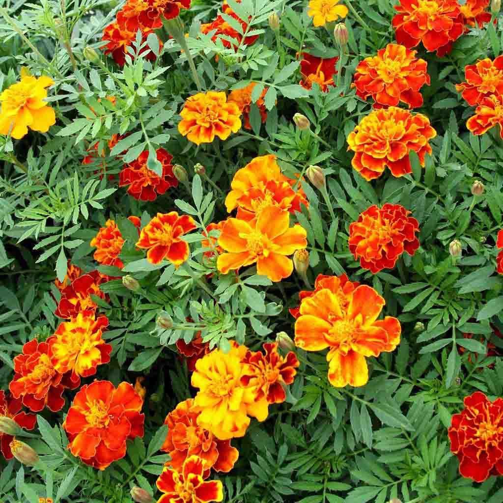 เมล็ดพันธุ์ ดาวเรือง สปาร์คกี้คละสี ดาวเรืองฝรั่งเศส (Sparky French Marigold Mix Seed) 150 เมล็ด ของแท้ 100%2