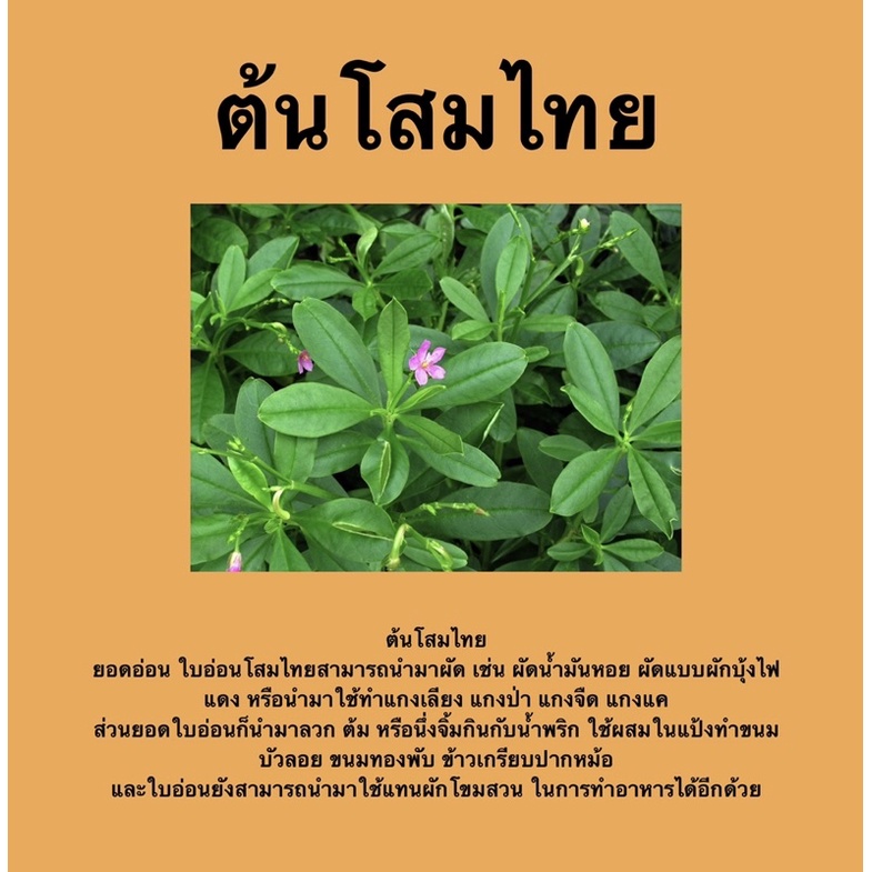 ต้นโสมไทย โสมคน  ว่านผักปัง โสมไทยสมุนไพรชั้นดี พร้อมส่ง!!