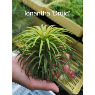 สัปปะรดสี Tillandsia Ionantha Druid 🍍🍍