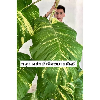 ก้านพลูด่างยักษ์ จัดสวนสวย ก้านละ50บาท 10แถม2