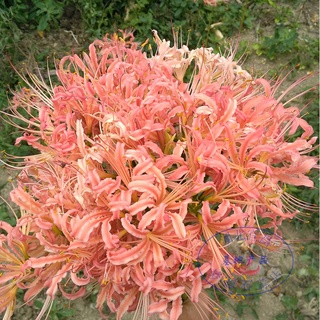 1 หัว หัวลิลลี่แมงมุมสีชมพูกลีบหยิก - Pink Curling Spider Lily (Lycoris Sp.) (เป็นหัวไซส์ออกดอก)