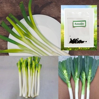 เมล็ดต้นหอมญี่ปุ่น 30 เมล็ด 🌱 ซื้อ 10 แถม 2 คละได้ 💥 เลือกของแถมได้ คิดถึงเมล็ดผัก คิดถึง skinsun