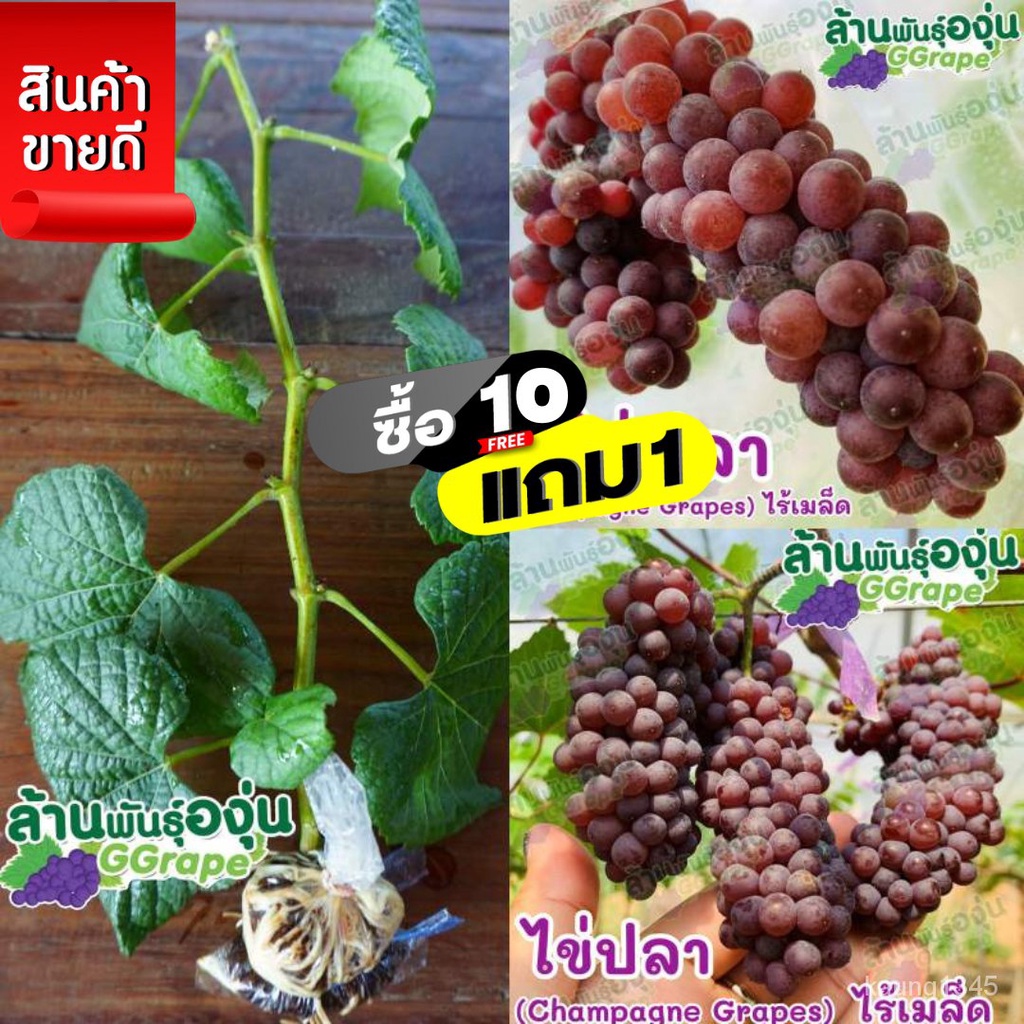 เมล็ดพันธุ์คุณภาพสูงในสต็อกในประเทศไทย พร้อมส่ง ะให้ความสนใจของคุณกิ่งพันธุ์องุ่น พันธุ์ใข่ปลา (Champagne Grapes) ไร้เมล