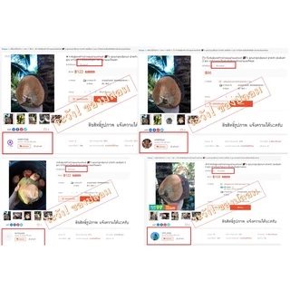 มะพร้าวน้ำหอมบ้านแพ้วแท้ 💯% สำหรับเพาะ ลูกแก่/ลูกเขียวแก่ ปาดหัวนำไปเพาะเป็นต้นพันธุ์ และมะพร้าวงอก สำหรับบอนไซมะพร้าว