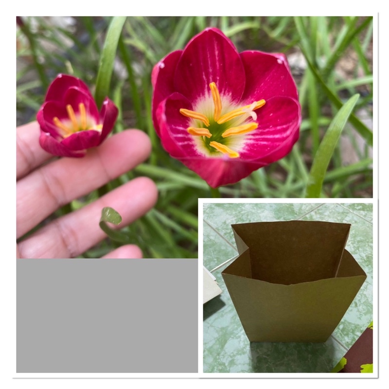 403N.หัวดอกบัวดิน Red Tulip หัวละ 20 บาท