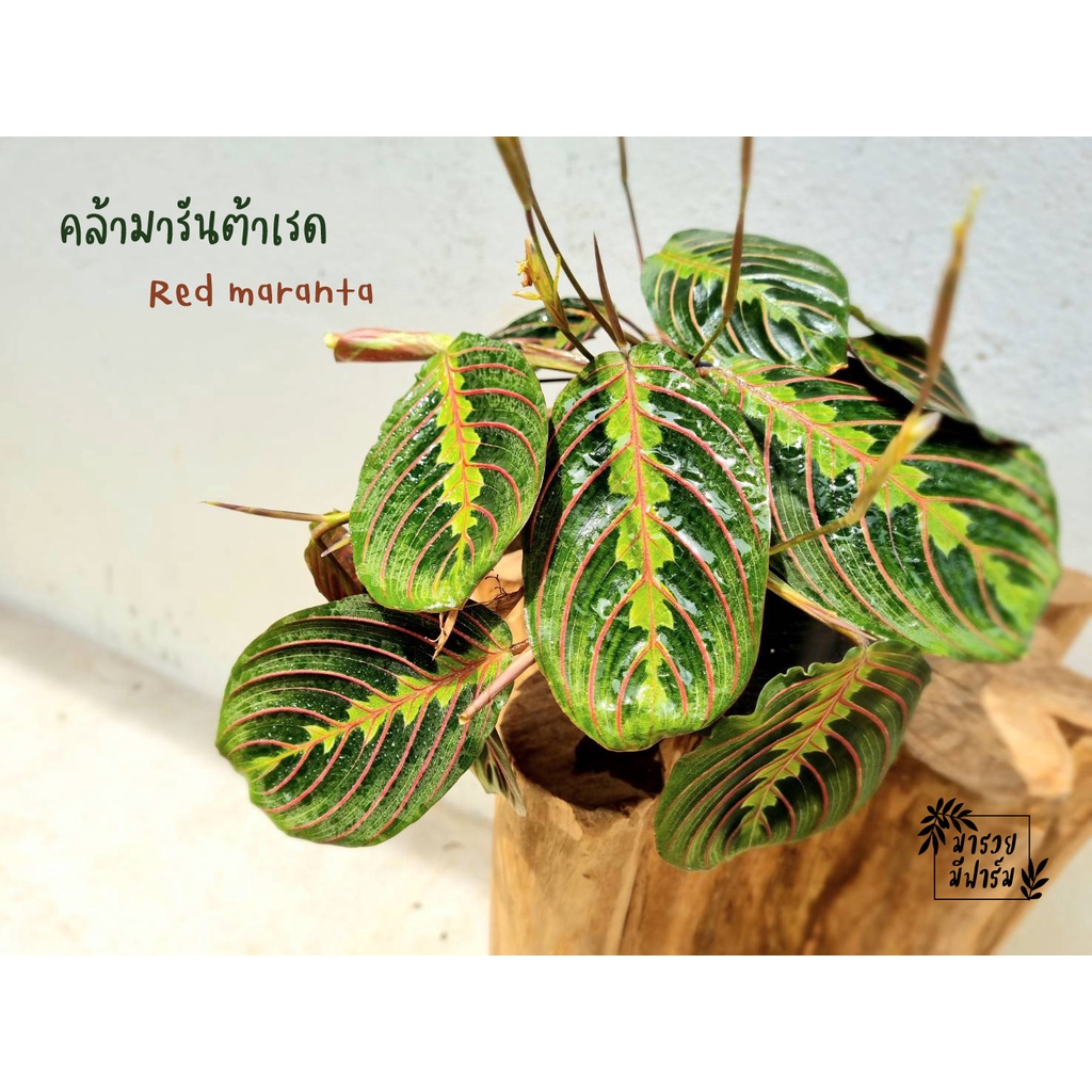 คล้ามารันต้าเรด Red Maranta ฟอร์มเลื้อย ใบกำมะหยี่ ควรค่าแก่การสะสม