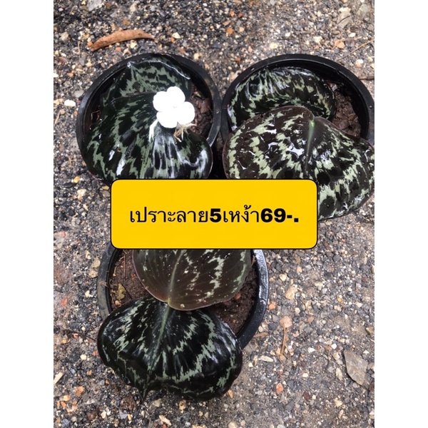 เปราะลายเปราะป่าพืชสมุนไพรใบลายสวย5เหง้า69บาท