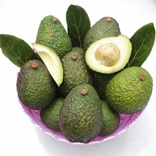 อะโวคาโด้ (เพาะเมล็ด) พันธุ์แฮส Hass Avocado แฮส ราชาแห่งอะโวคาโด้ ต้นพันธุ์แท้