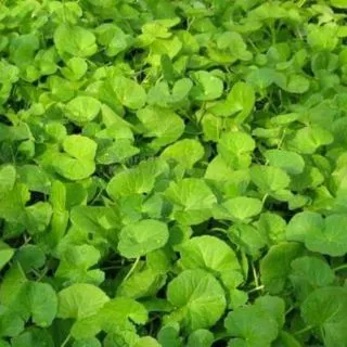 🍀🍀500เมล็ด/ซอง (ซื้อ 3ซอง แถม 1 ซอง) เมล็ดพันธุ์ใบบัวบกพันระยองกลาง (มีคุ่มือการเพาะปลูก)