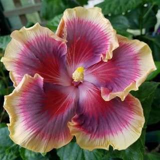 เมล็ดพันธุ์ชบาไต้หวัน มอร์นิ่ง กลอรี่ (Morning Glory Taiwan Hibiscus Seed)บรรจุ 10 เมล็ด ของแท้ คุณภาพดี นำเข้าจากต่าง