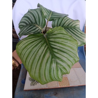 คล้าใบตอง (Calathea Orbifolia) ไม้ฟอกอากาศ