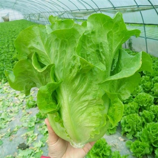 เมล็ดพันธุ์ ผักกาดหอมอิตาลี สีเขียว (Italian Lettuce Seed) บรรจุ เมล็ด หัวใหญ่ กรอบมาก 50 เมล็ด (ไม่ใช่พืชที่มีชีวิต)