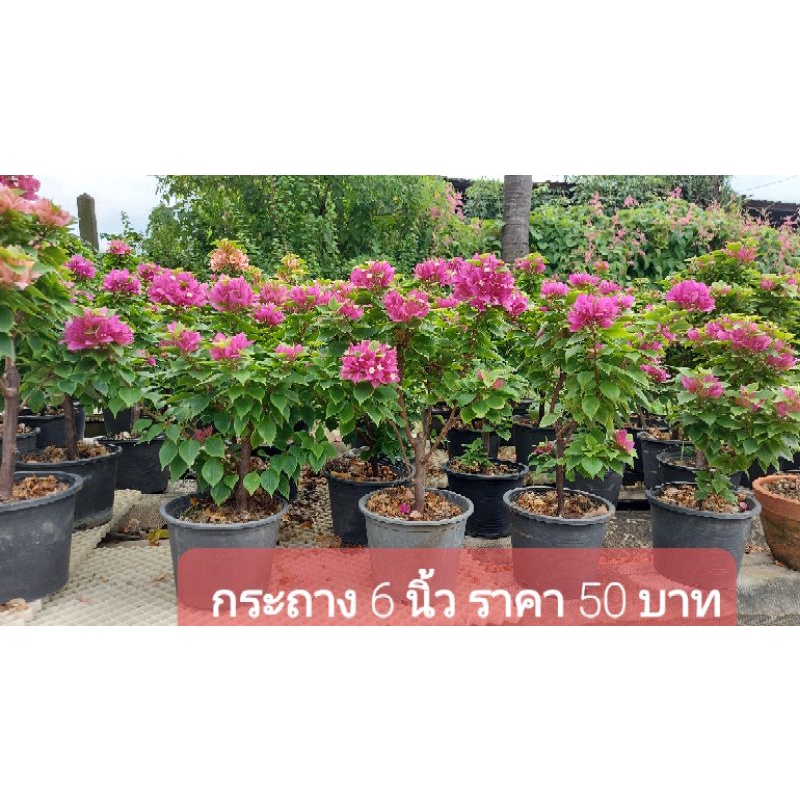 เฟื่องฟ้า พันธุ์สาวิตรี