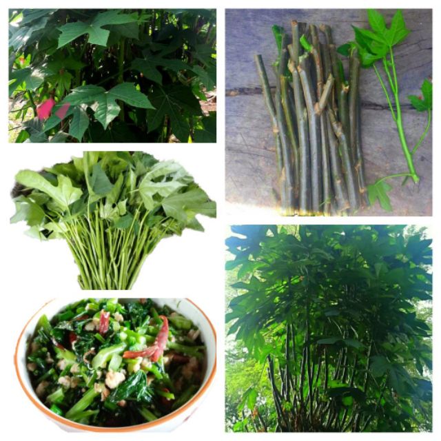 กิ่งพันธุ์ผักไชยา 15กิ่ง50บาท ผักคะน้า ผักผงชูรส ปลูกง่ายติดไวแค่ปักลงดิน พุ่มสวยยิ่งเด็ดยิ่งแตกกิ่ง