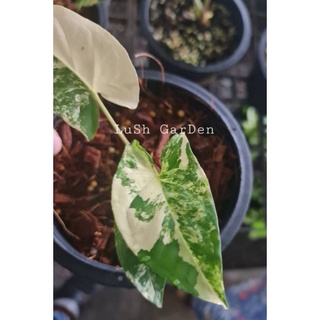 เงินไหลมาด่างเหลือ Syngonium aurea verigated 🥰🥰