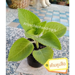 ต้นหูเสือ​ มีรากเดินแล้ว ต้นใบหูเสือในกระถาง2นิ้ว(พร้อมส่ง)
