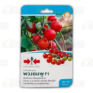 🌱 ศรแดง 🇹🇭 มะเขือเทศสีดาลูกผสม พวงชมพู F1 ขนาดบรรจุประมาณ 200 เมล็ด อายุเก็บเกี่ยว 65-70 วัน